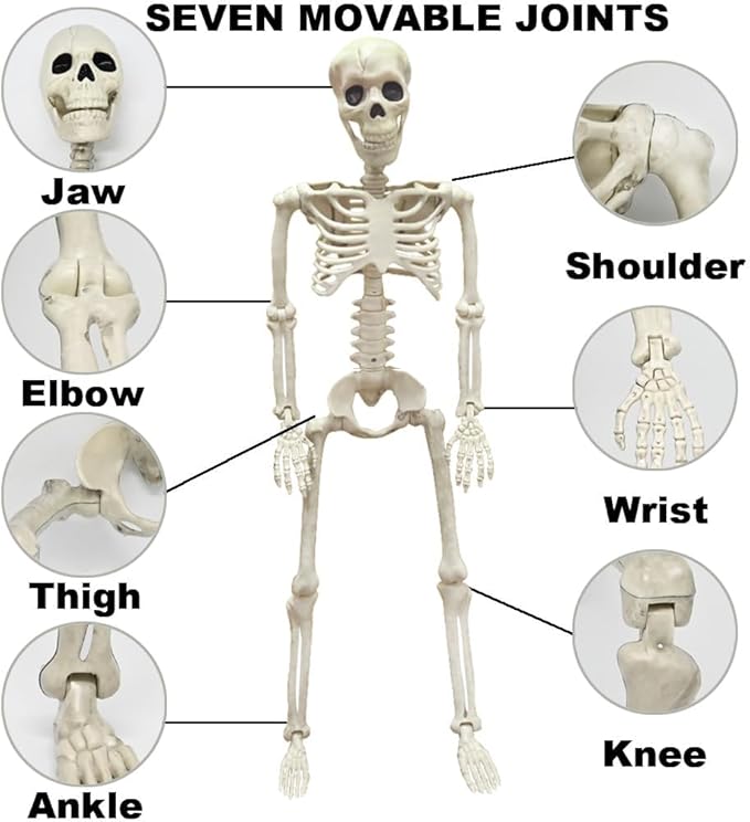 36" Skeleton Halloween Decorations, 3FT Realistic Full Body Movable Posable Joints Skeleton, Creepy Halloween Plastic Skeleton for Graveyard Decorations, Haunted House Props Indoor/Outdoor Decor