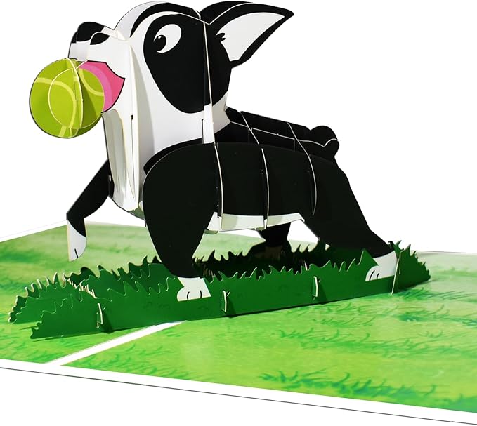 Boston Terrier Pop Up Greeting Cards with Blank Note & Envelope, ideal celebration gift for Friendship, Love, Anniversary, Special Moments, Inspirational, Appreciated, Birthday