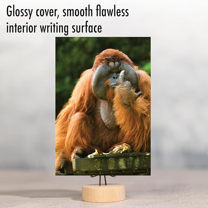 NobleWorks - Birthday Greeting Card with 5 x 7 Inch Envelope (1 Card), Fun Animal Bday Celebration - Flipping Monkey - Orangutan C9516DBDG
