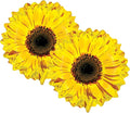 Set of 2 Yellow Sunflower 24" Foil Party Balloon