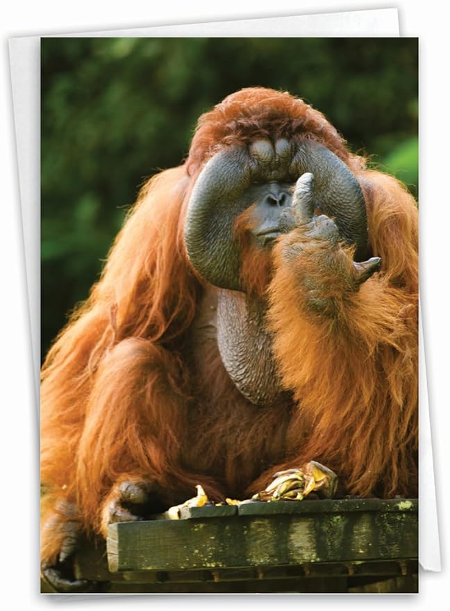 NobleWorks - Birthday Greeting Card with 5 x 7 Inch Envelope (1 Card), Fun Animal Bday Celebration - Flipping Monkey - Orangutan C9516DBDG