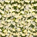 BLEUM CADE 5Pcs 41Ft Flower Garland Artificial Rose Vines with 32.8Ft String Lights, Cute Fake Hanging Flower Vines Floral Garland Decorations for Wedding Party Wall Room Decor Aesthetic